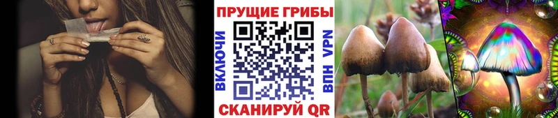 Псилоцибиновые грибы прущие грибы  купить  сайты  ссылка на мегу tor  Нефтекумск 